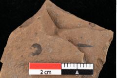 Foto (Detailansicht) von Callitris brongniartii Endl. (NHMW-GEO-2024-0188-0147)